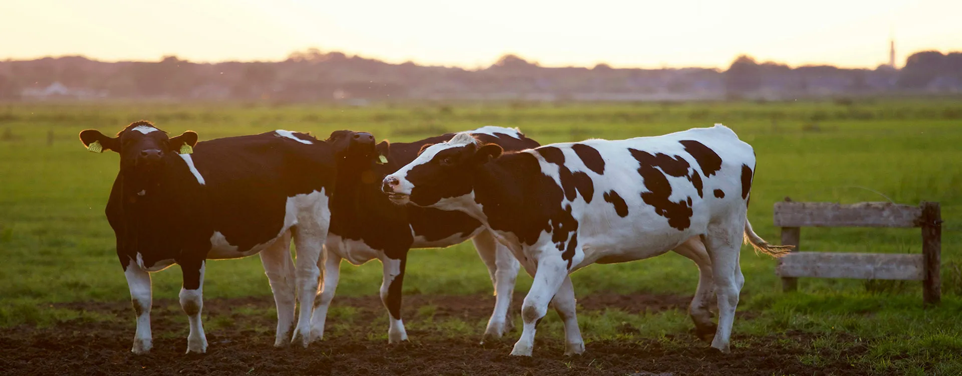 feed additives distributor,povidone K30,Bone Health ingredients